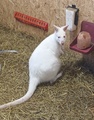 Tilalla oli myös muutama kenguru mm. Tämä albiino. Emon pussissa oli pikkuinen piilossa katseilta.